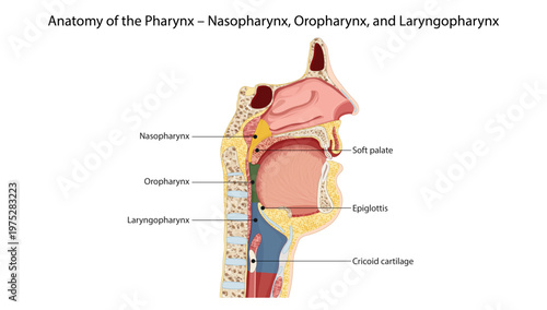 Anatomy of the Pharynx – Nasopharynx, Oropharynx, and Laryngopharynx
Sagittal diagram showing the divisions of the pharynx along with soft palate, epiglottis, and cricoid cartilage.