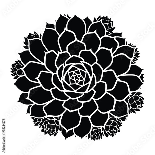 Black silhouette of a large succulent flower with small buds.