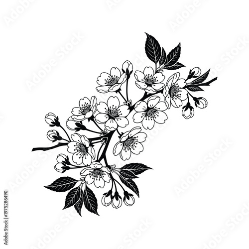 Elegant black and white illustration of a delicate cherry blossom branch, capturing the beauty of spring flowers with intricate details and a timeless monochrome aesthetic
