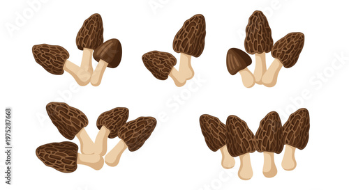 A collection of wild morel mushrooms shown in small groups from different angles isolated on a clean and simple white background.