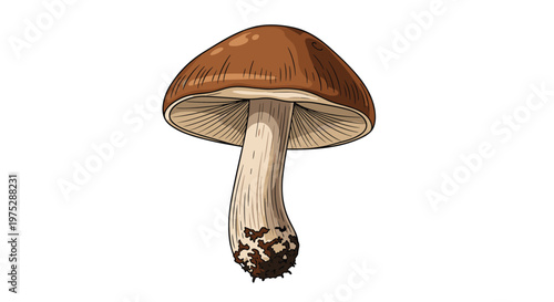 Hand-drawn illustration of a single wild brown mushroom with detailed line work and shading on a white background.