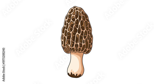 Detailed and realistic culinary illustration of a single edible morel mushroom isolated on a clean white background.