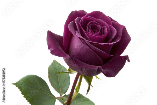 Single deep purple rose with green leaves against black background flower bloom, Png, Isolated on Transparent Background, Cut Out
