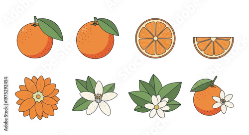 Orange Fruit Set: Whole, Slice, Blossom, Flower, Leaf, Isolated Icons