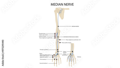 Median Nerve Anatomy and Distribution
Diagram showing the course, branches, motor and sensory supply of the median nerve in the upper limb.