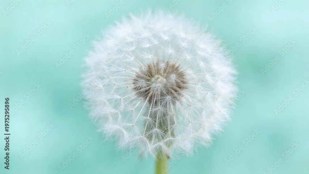 Fototapeta premium Dandelion seed head close up