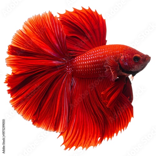 A vibrant red betta fish with a large, flowing tail and fins