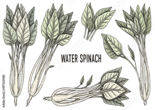 Various illustrations of Water Spinach, a leafy green vegetable, presented in a hand-drawn style