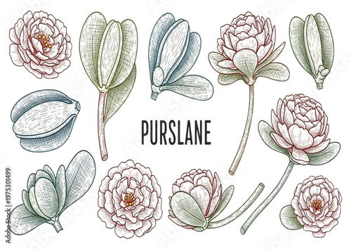 Botanical illustration of Purslane plant with detailed drawings of leaves and flowers