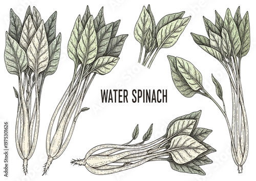 Detailed illustrations of fresh water spinach plant varieties, with roots and leaves