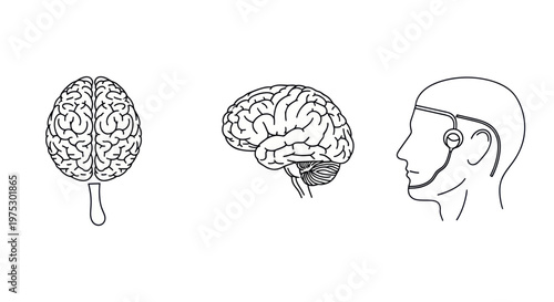 Human Brain Anatomy and Neural Interface Technology