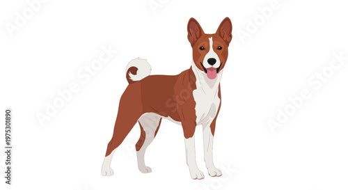 Basenji Dog Standing, Tongue Out, Isolated on White Background