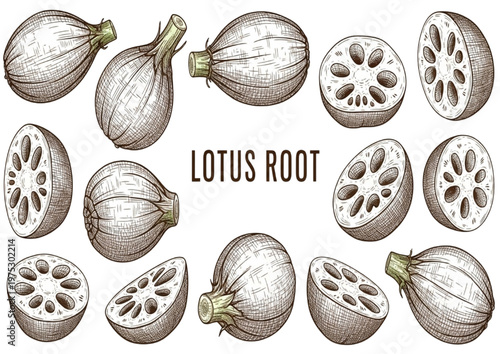 Detailed vintage botanical collection of edible lotus roots, perfect for culinary and healthy lifestyle designs
