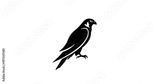 фотографія Peregrine Falcon Silhouette, Bird of Prey, Isolated on White Background