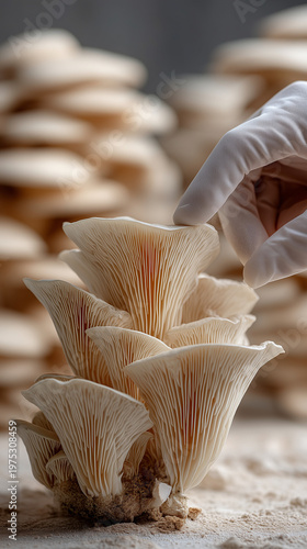 Mushroom Harvest: A gloved ...