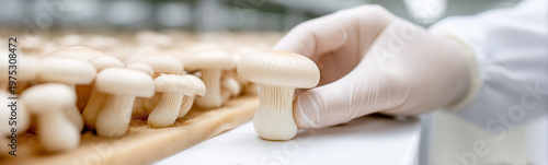 Mushroom Inspection: A meti...