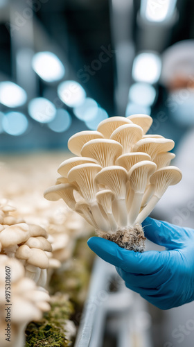 Mushroom Harvest: A close-u...