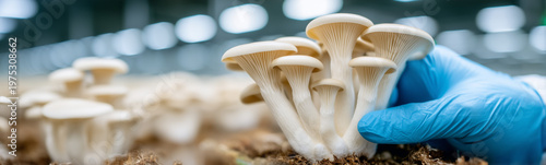 Mushroom harvest : A close-...