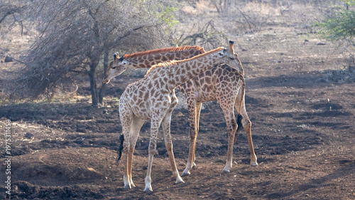 Two bachelor giraffes fighting in Kruger National Park South Africa RSA