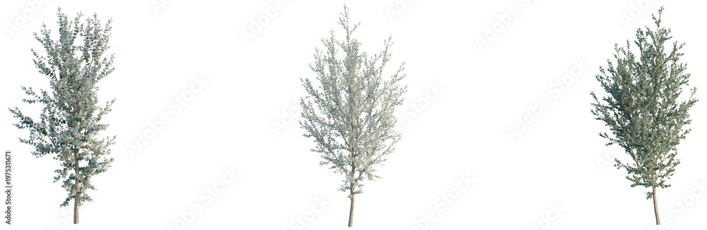 Fototapeta premium Eucalyptus gunnii tree, elevation, front view, cutout, transparent background, isolate, Delicate Birch Tree Branch with Intricate Leaf Details, Ideal for Natural Design Elements
