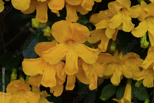 Dolichandra unguis-cati (commonly known as cat's claw creeper, funnel creeper or cat's claw trumpet) is a rapidly growing climbing vine both vertically and horizontally.