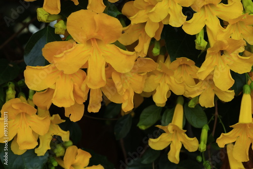 Dolichandra unguis-cati (commonly known as cat's claw creeper, funnel creeper or cat's claw trumpet) is a rapidly growing climbing vine both vertically and horizontally.