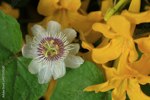Stinking Passion Flower(Passiflora foetida) and Dolichandra unguis-cati (commonly known as cat's claw creeper) flower 