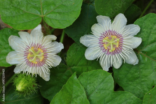 Stinking Passion Flower(Passiflora foetida)is a climbing herbaceous perennial plant growing from a woody rootstock .
The complete perfect actinomorphic flowers are arranged are solitary in leaf axils.