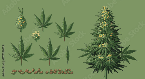 Detailed botanical illustration of a cannabis plant including the main bush, individual leaves, seeds, and flower buds on green base.