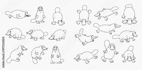 Set of cartoon platypus illustrations in various poses, black and white line art on transparent background.