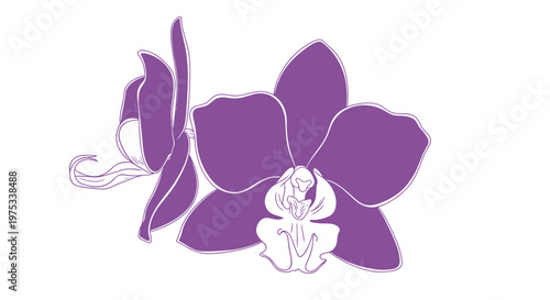 Elegant purple orchid vector illustration on white background