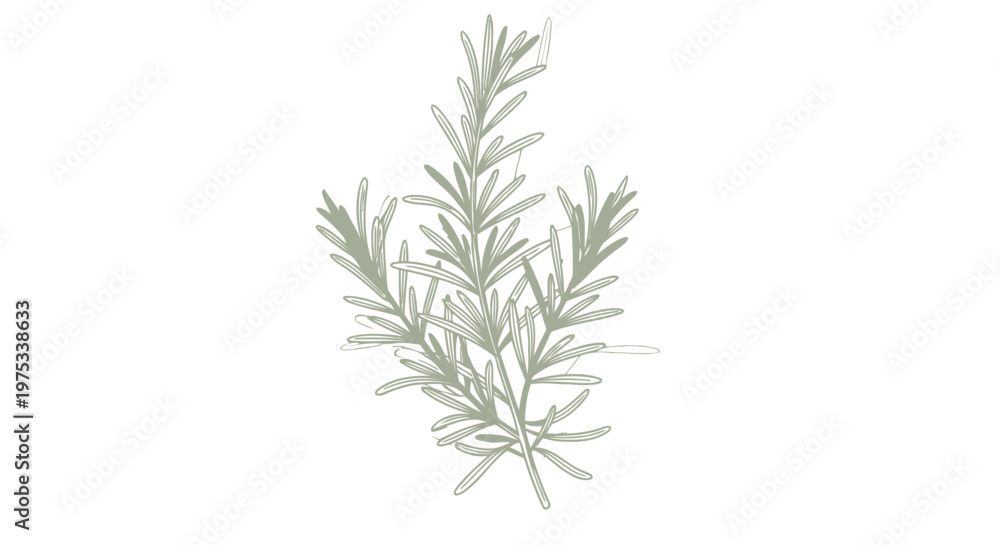 Fototapeta premium Fresh rosemary sprig illustration on white background for culinary and design concepts
