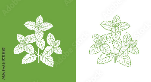 Fresh mint plant illustration isolated on green and white backgrounds