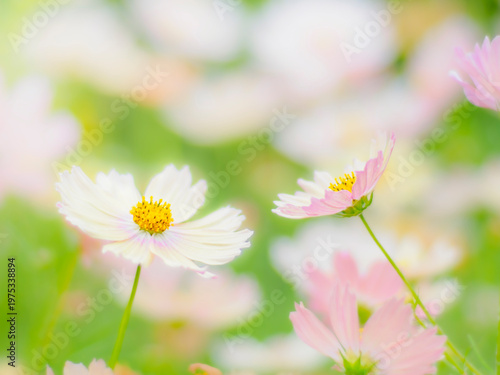 やさしいクリーム色のコスモス。秋の公園や花壇を彩るコスモスのある風景。ふんわりした雰囲気。背景。自然風景素材。