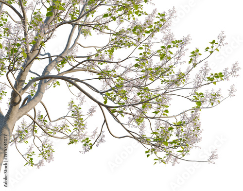 Foto Paulownia tomentosa tree, corner view, cutout, isolate, transparent background,