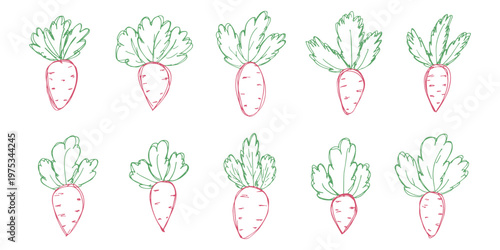 Hand drawn farm daikon radish beet beetroot plant with green leaves Fresh vegetable doodle set Healthy eco food Organic garden vegetarian food For design, print, packaging, decor, kids books
