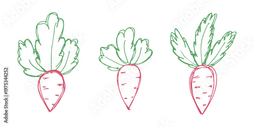 Hand drawn farm daikon radish beet beetroot plant with green leaves Fresh vegetable doodle set Healthy eco food Organic garden vegetarian food For design, print, packaging, decor, kids books