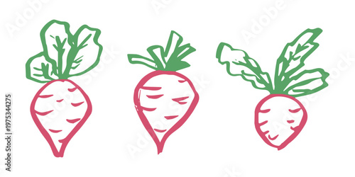 Hand drawn farm daikon radish beet beetroot plant with green leaves Fresh vegetable doodle set Healthy eco food Organic garden vegetarian food For design, print, packaging, decor, kids books