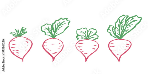 Hand drawn farm daikon radish beet beetroot plant with green leaves Fresh vegetable doodle set Healthy eco food Organic garden vegetarian food For design, print, packaging, decor, kids books