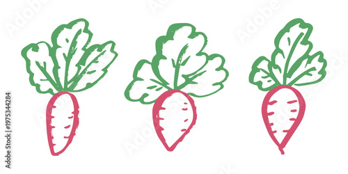 Hand drawn farm daikon radish beet beetroot plant with green leaves Fresh vegetable doodle set Healthy eco food Organic garden vegetarian food For design, print, packaging, decor, kids books