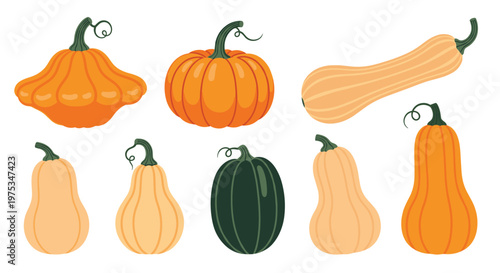 Collection of various colorful pumpkins and winter squashes with different shapes and stems isolated on white background.