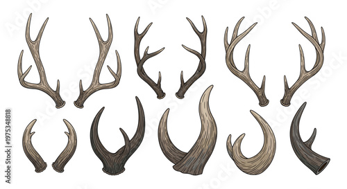 Detailed collection of various deer and elk antlers in different sizes and shapes for hunting and nature themes.