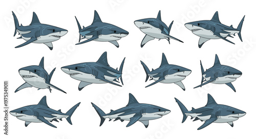 Collection of great white shark illustrations showing the marine predator in various swimming and biting poses on white.