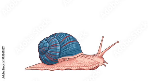 Illustration of a large land snail with a pinkish body and a beautifully textured blue shell crawling slowly.