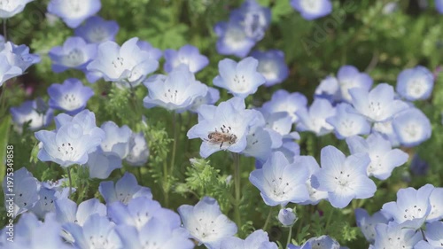 Close up view of bees flying in baby blue eyes flower (Nemophila menziesii) field in sunny spring day, beautiful white and blue wild flower, 4k slow motion footage b roll shot, spring concept.