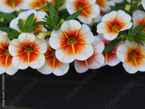 オレンジ色の絞り模様のペチュニアの花