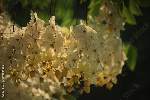 White Rainbow Shower Tree (Cassia Nealiae) is  a paler flower variety of a paler flower variety of Cassia Fistula (Golden shower tree)