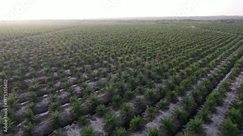Aerial view of oil palm plantation in Kuala Penyu, Sabah, Malaysia.
