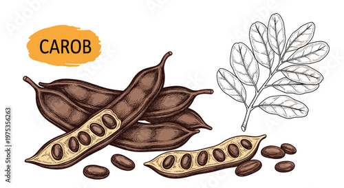 Carob tree branch with pods and seeds hand-drawn botanical illustration for healthy food packaging, natural sweeteners, and plant-based recipes.