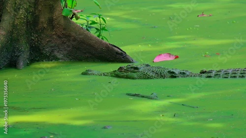 portrait of a crocodile above the water